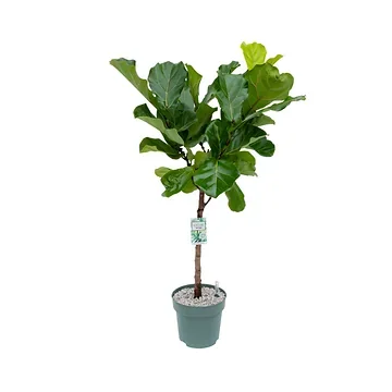Tabaksplant op stam (Ficus Lyrata) op hydrocultuur – 150 x 27 cm