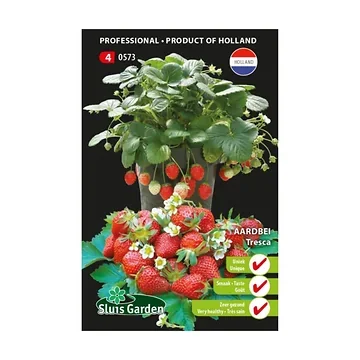 Aardbei Tresca - Fragaria