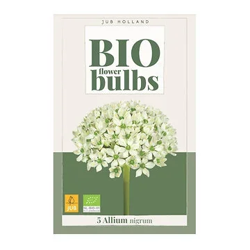 JUB Holland Allium Nigrum 5 bollen