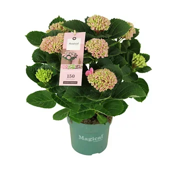 Hortensia Roze (Hydrangea Macrophylla Magical Revolution) H 40 ø 14 cm