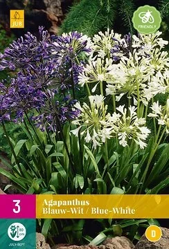 Agapanthus Blauw-Wit