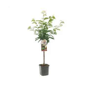 Donkerrode kers (Prunus avium Kordia laagstam) H 160 ø 24 cm