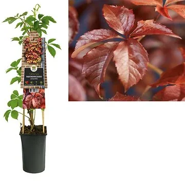Wilde wingerd (Parthenocissus quinquefolia) H 75