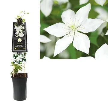 Bosrank (Clematis So Many® White Flowers PBR) H 75