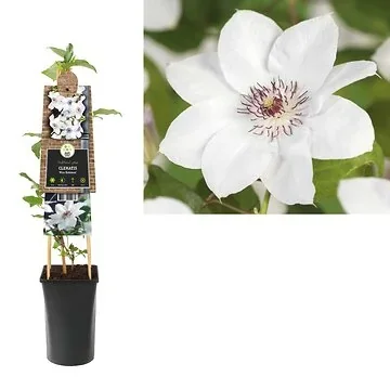 Bosrank (Clematis 'Miss Bateman') H 75