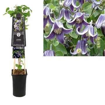 Bosrank (Clematis 'Fascination' PBR) H 75