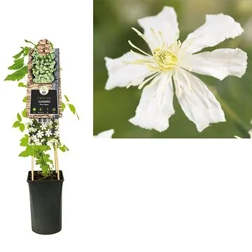Bosrank (Clematis 'Paul Farges') H 75