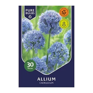 Pure Bulbs Allium Caeruleum 30 bollen