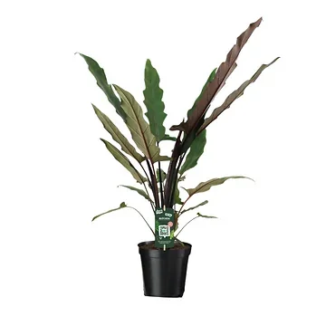 Olifantsoor (Alocasia Lauterbachiana) H 85 ø 19 cm