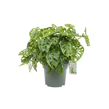 Rimpelgatenplant (Monstera Obliqua) 60 x 27 cm
