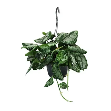 Scindapsus Pictus Trebie H 40 ø 15 cm