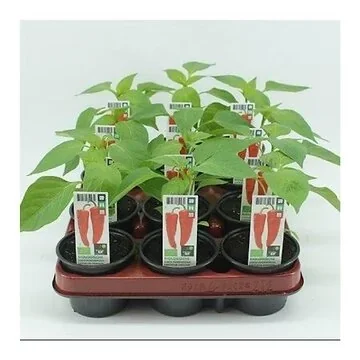 Zoete punt paprika (Capsicum annuum) BIO