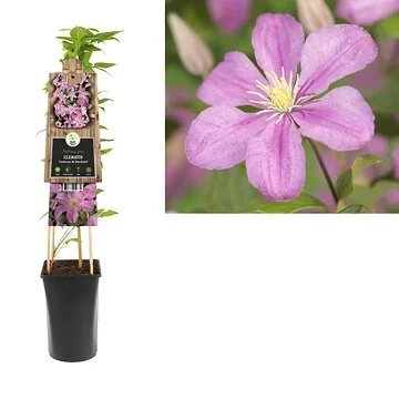 Bosrank (Clematis 'Comtesse de Bouchaud') H 75
