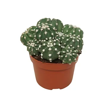 Cactus 15 ø 13