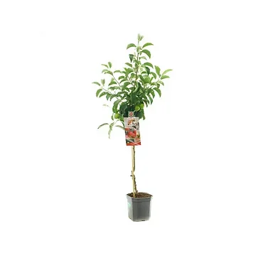 Handappel, resistent (Malus dom. Pinova laagstam) H 160 ø 24 cm