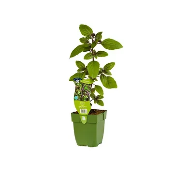 Basilicum (Ocimum bas. 'Magic Mountain') ø 11 cm