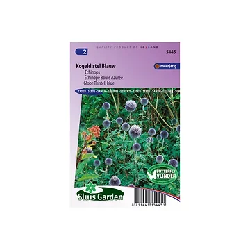 Echinops ritro