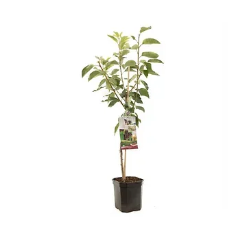 Zoete kers (Prunus avium Lapins laagstam) H 160 ø 24 cm