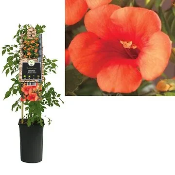 Trompetbloem (Campsis t. 'Madame Galen') H 75