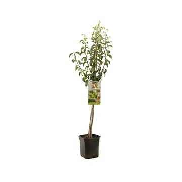 Handpeer (Pyrus comm. Doyenné du Comice laag) H 160 ø 24 cm