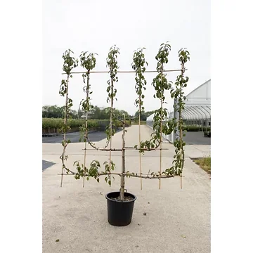 Peer (Pyrus comm. 6-arm) H 240 ø 45 cm