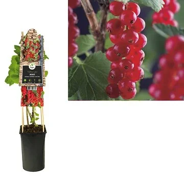 Rode bes, aalbes (Ribes rubrum 'Jonkheer van Tets') H 75