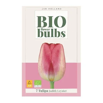 JUB Holland Tulipa Judit Leyster 7 bollen