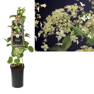 Klimhortensia (Hydrangea a. 'Petiolaris') H 75