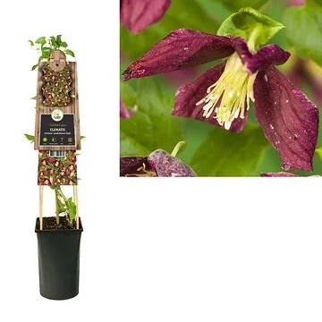 Bosrank (Clematis cirrhosa 'Landsdowne Gem') H 75