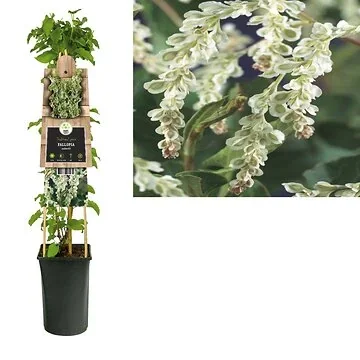 Bruidssluier (Fallopia aubertii) H 75