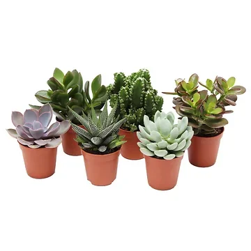 Succulent Pure Mini H 9 ø 5,5 cm
