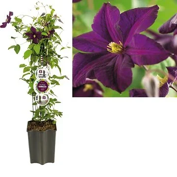 Bosrank (Clematis 'Romantika') H 80