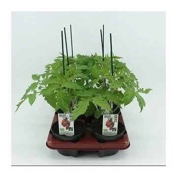 San Marzano Geënte (Lycopersicon esculentum) BIO