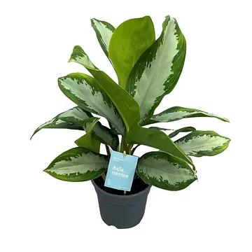 Chinese Evergreen (Aglaonema) H 45 ø 17 cm