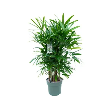 Bamboepalm (Rhapis Excelsa) 80 x 24 cm