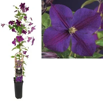 Bosrank (Clematis 'Star of India') H 90