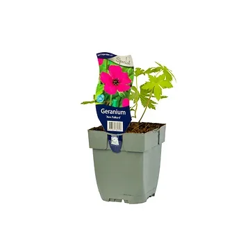 Ooievaarsbek (Geranium 'Ann Folkard') ø 11 cm