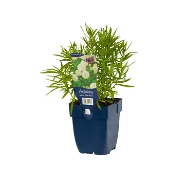 Duizendblad (Achillea ptarm. 'The Pearl') ø 11 cm