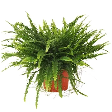 Krulvaren (Nephrolepis Green Lady) H 60 ø 17 cm