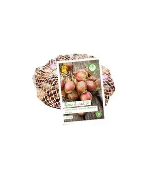 Sjalotten Red Sun 500 gram
