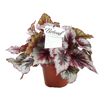 Stippenplant (Begonia Beleaf) H 22,5 ø 12 cm