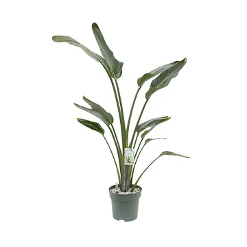 Paradijsvogelplant (Streliztia Nicolai) 180 x 27 cm