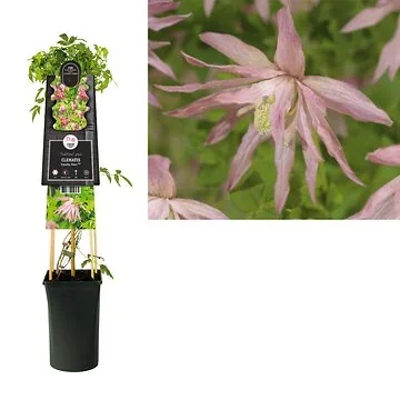 Bosrank (Clematis Country Rose PBR) H 75
