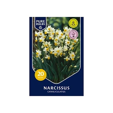 Pure Bulbs Narcissus Canaliculatus 20 bollen