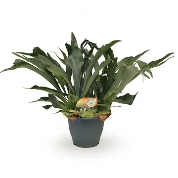 Hertshoornvaren (Platycerium Bifurcatum) H 50 ø 20 cm