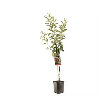 Najaarsappel (Malus dom. Elstar laagstam) H 160 ø 24 cm