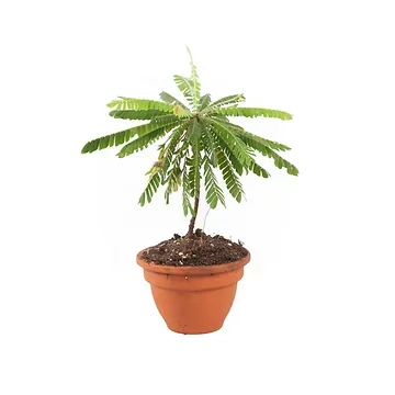 Kleine boomplant (Biophytum Sensitivum) H 9 ø 9 cm