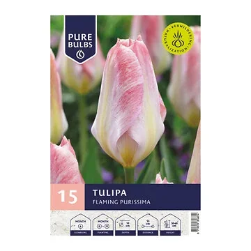 Pure Bulbs Tulipa Flaming Purissima 15 bollen
