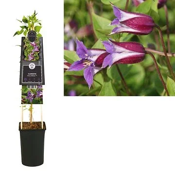 Bosrank (Clematis Prince William PBR) H 75
