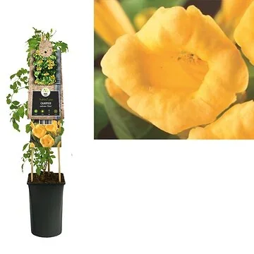 Trompetbloem (Campsis radicans 'Flava') H 75